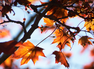 Картинка природа листья осень ветки клен