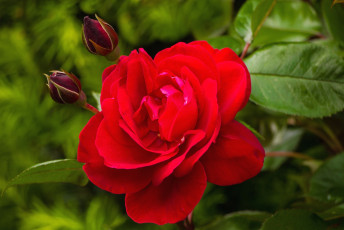 Картинка цветы розы красный бутон