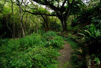 Картинка гавайи природа лес тропинка