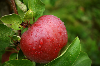 Картинка природа плоды капли яблоко листья ветка