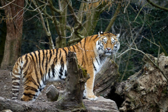 Картинка животные тигры красавец