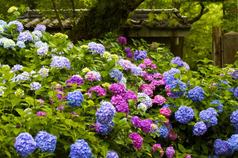 Картинка цветы гортензия разноцветный