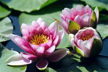 Картинка цветы лилии водяные нимфеи кувшинки нимфея розовый