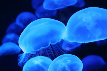 Картинка животные медузы купола