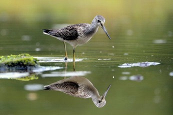 Картинка животные птицы отражение