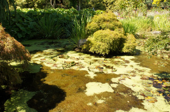 Картинка vandusen botanical garden vancouver канада природа парк пруд деревья сад