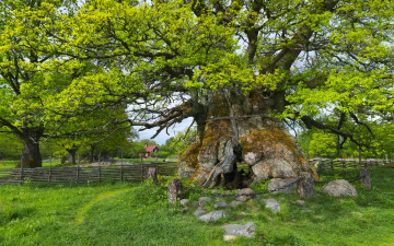 Картинка kvill oak sm& 229 land sweden природа деревья швеция дуб