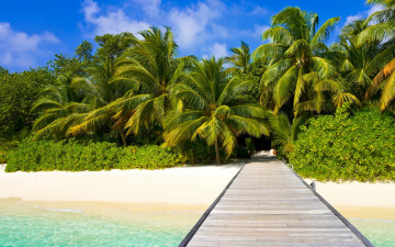 Картинка природа тропики мост пальмы пляж