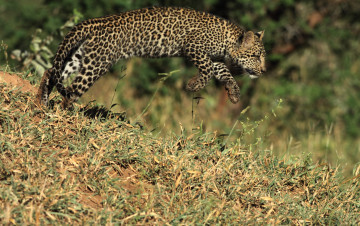 Картинка животные леопарды прыжок подросток