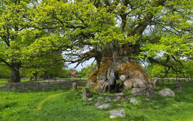 Обои картинки фото kvill, oak, sm&, 229, land, sweden, природа, деревья, швеция, дуб