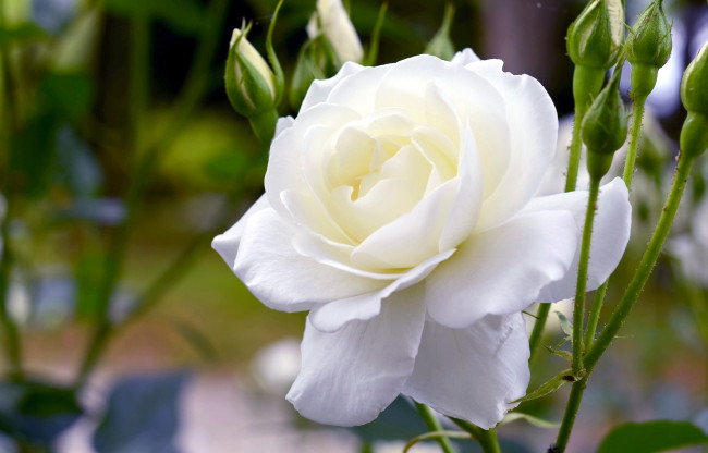 Обои картинки фото цветы, розы, белый, пышный
