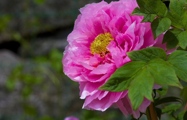 Обои картинки фото цветы, пионы, розовый, большой