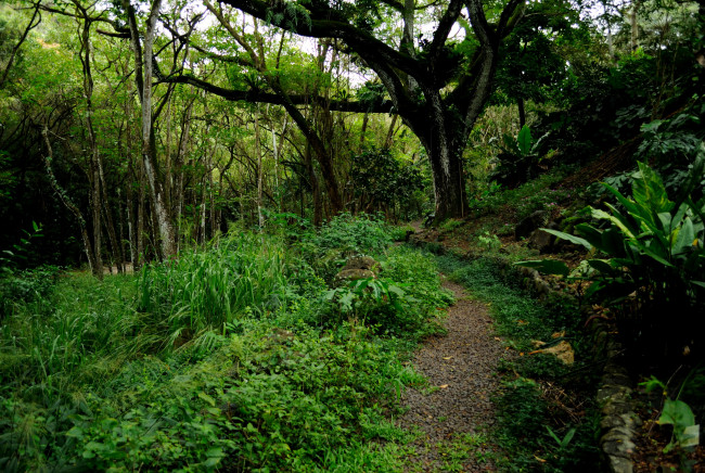 Обои картинки фото гавайи, природа, лес, тропинка