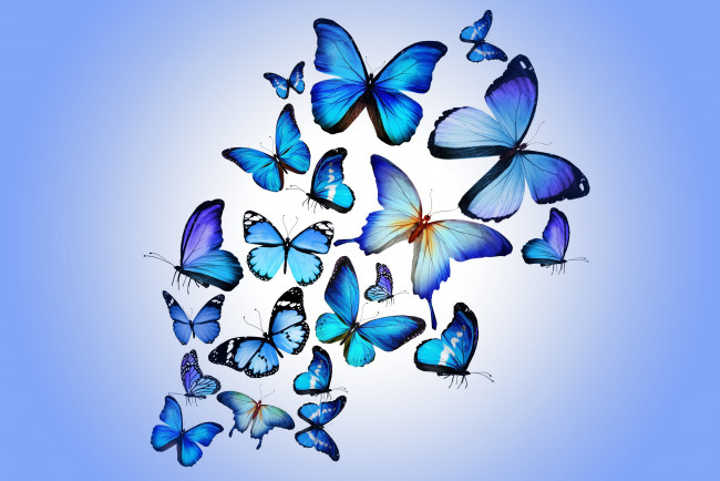 Обои картинки фото рисованные, животные,  бабочки, бабочки, blue, colorful, marika, design, butterflies