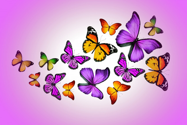 Обои картинки фото рисованные, животные,  бабочки, butterflies, design, by, marika, colorful, purple, бабочки