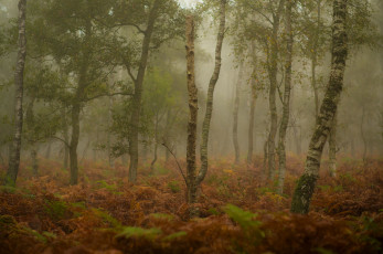 Картинка природа лес трава туман осень деревья