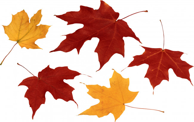 Обои картинки фото природа, листья, клен, осень