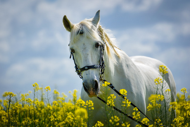 Обои картинки фото животные, лошади, луг, цветы, белый, грива, косички, конь, лошадь