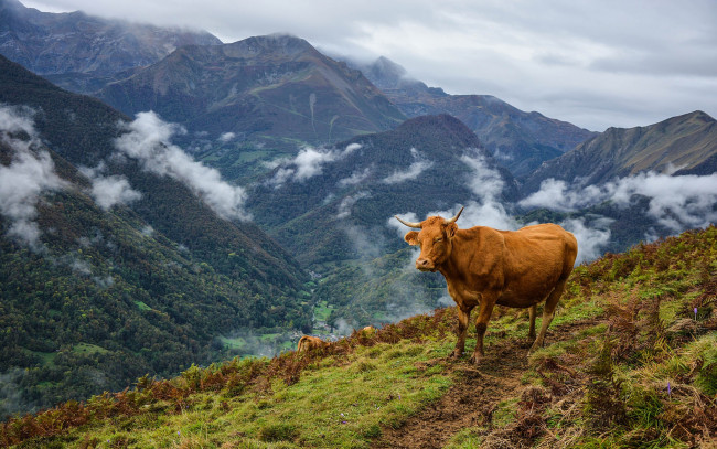 Обои картинки фото животные, коровы,  буйволы, горы, облака