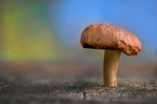 Обои картинки фото природа, грибы, nature, beauty, mushroom