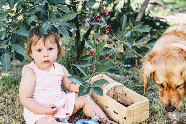 Обои картинки фото разное, дети, девочка, собака, корзинка, вишни