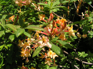 Картинка цветоЧек цветы рододендроны азалии