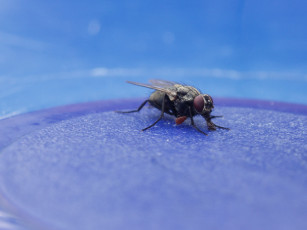 Картинка муха животные насекомые