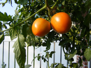 обоя природа, плоды, томат