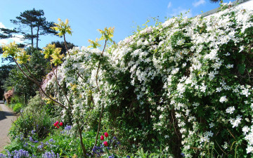 Картинка цветы клематис ломонос изгородь