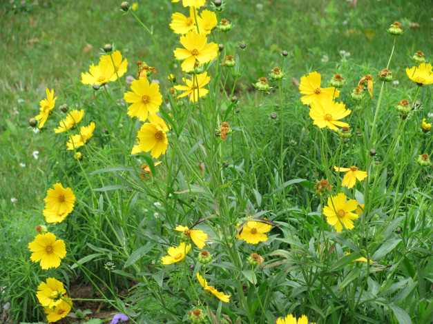 Обои картинки фото цветы, космея, желтые, зеленая, трава
