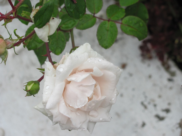 Обои картинки фото цветы, розы, белая, в, каплях, дождя