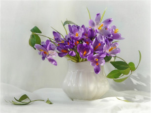 Картинка цветы крокусы ваза