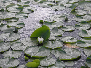 Картинка цветы лилии водяные нимфеи кувшинки водоем листья бутоны