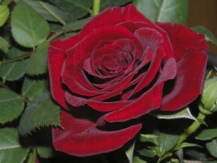 Картинка цветы розы красная роза листья