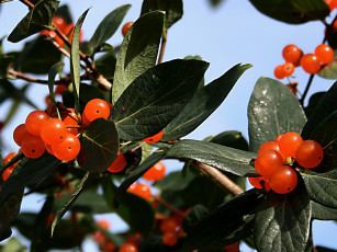 Картинка природа Ягоды листья ветка ягоды