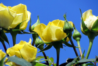 Картинка цветы розы желтый стебли небо