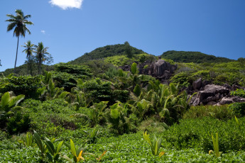 Картинка seychelles природа тропики