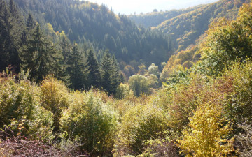 Картинка природа лес долина осень деревья