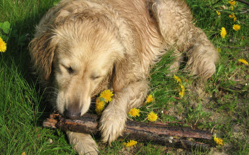Картинка животные собаки трава одуванчики палка собака