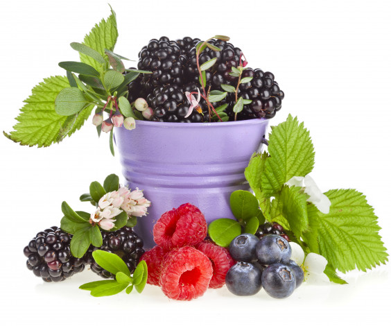 Обои картинки фото еда, фрукты, ягоды, черника, ведёрко, малина, ежевика