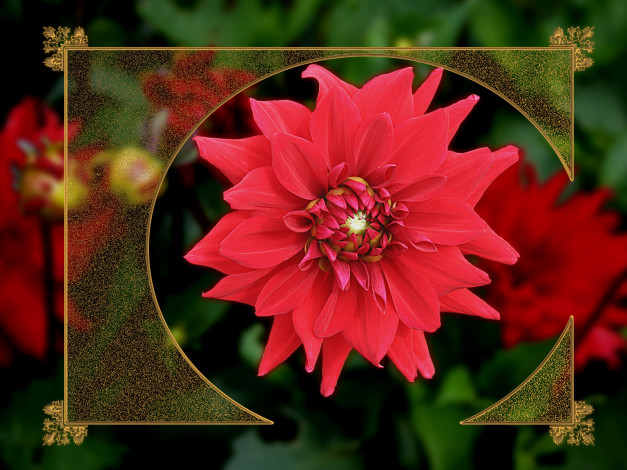 Обои картинки фото цветы, георгины, красный