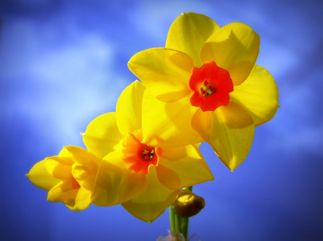 Обои картинки фото цветы, нарциссы, желтый