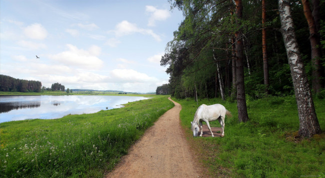 Обои картинки фото животные, лошади, река, дорога, конь, пейзаж