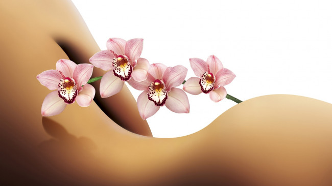 Обои картинки фото цветы, орхидеи, силуэт, ветка