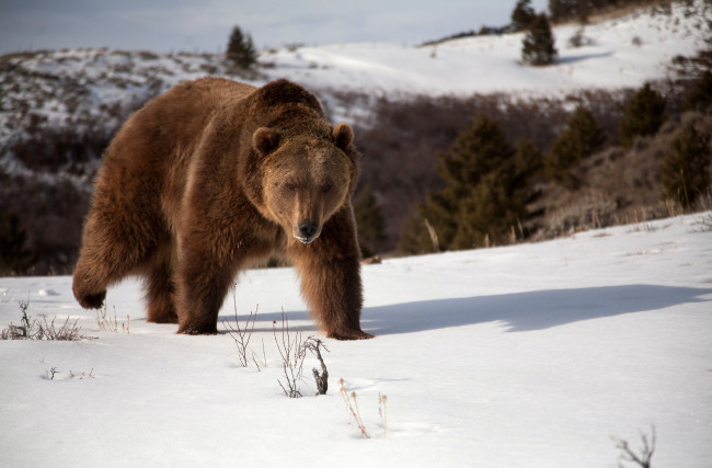 Обои картинки фото животные, медведи, хищник, снег