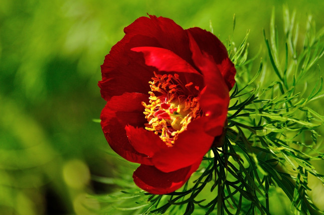 Обои картинки фото цветы, пионы, яркий, красный