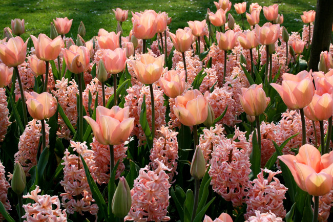 Обои картинки фото цветы, разные, вместе, гиацинты, тюльпаны
