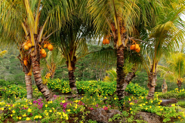 Обои картинки фото маврикий, шамарель, кокосовый, сад, природа, парк