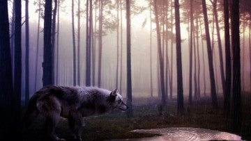 Картинка рисованные животные волки лес дождь волк