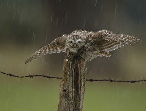Картинка животные совы птица забор сова капли дождь
